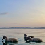 SLIKA 12_G